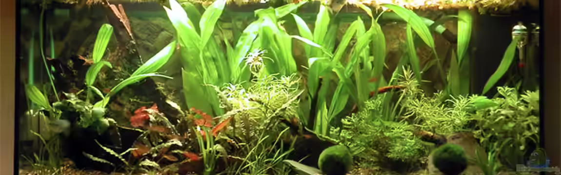 Becken 7301 von Oliver Altorfer