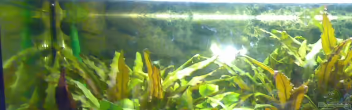 Becken 7304 von Bretti