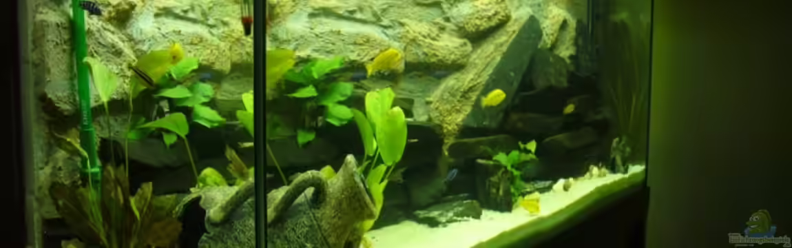 Becken 7305 von Knut Hillmer