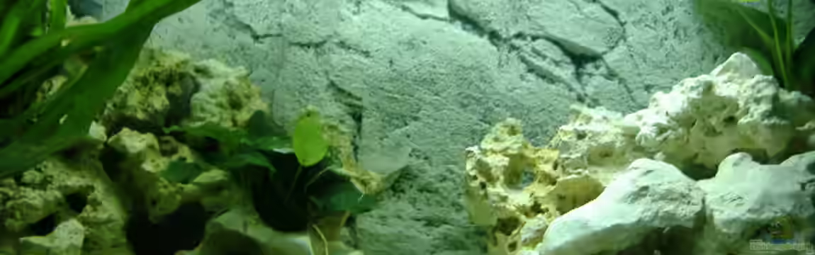 Becken 7310 von Michael Dölle