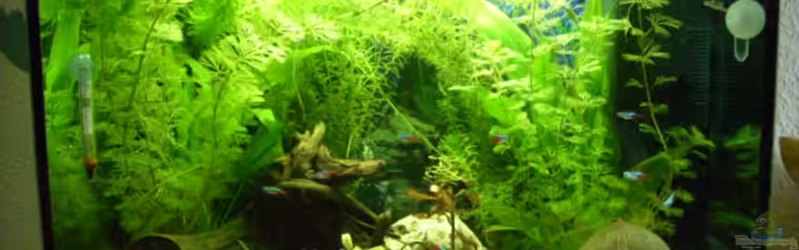 Becken 7316 von Mario Hey