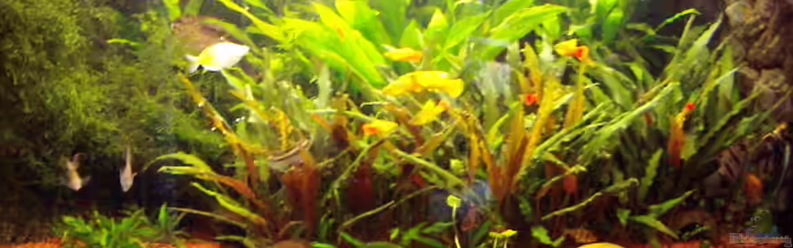 Becken 7340 von Rolf Göken