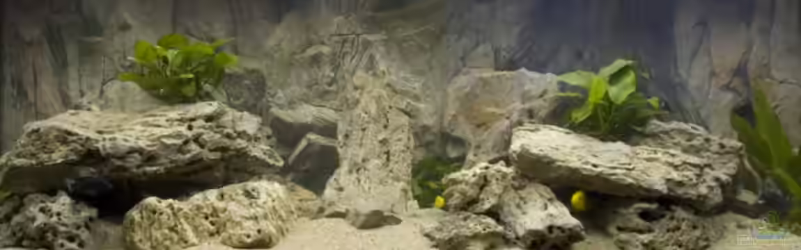 Becken 7349 von Willem Prins