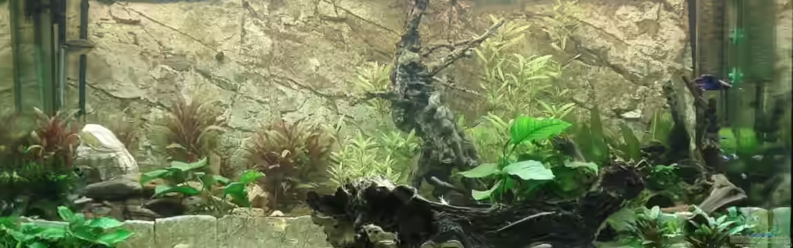 Becken 7350 von Florian Kallinger