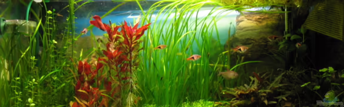 Becken 7365 von Janine-R.