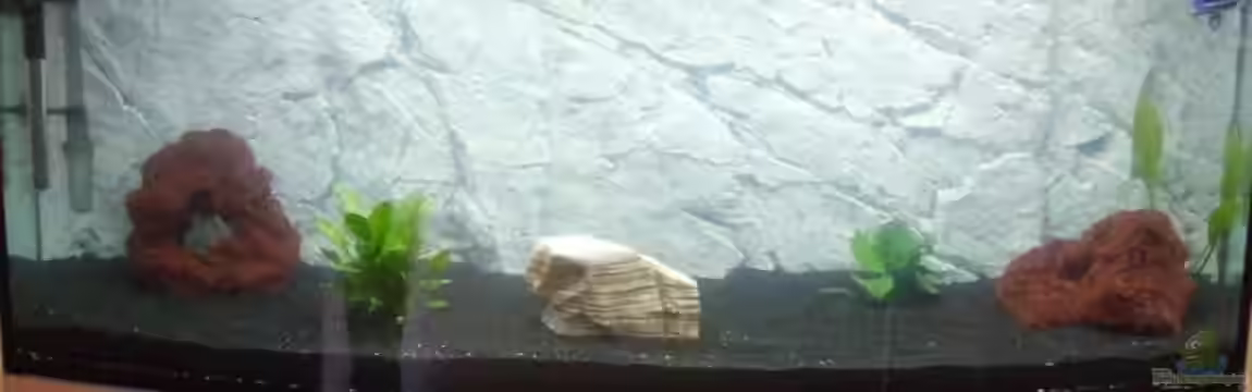 Becken 7411 von Marcel