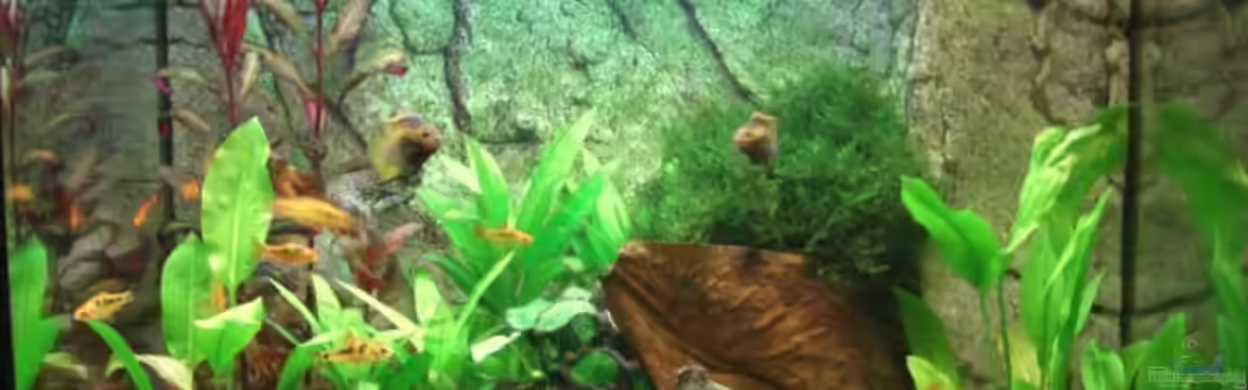 Becken 7427 von Florian Glaser