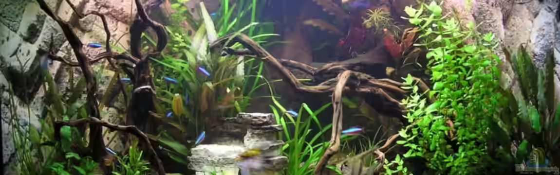 Becken 7452 von froxxs