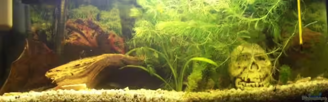 Becken 7465 von Christian Seelos