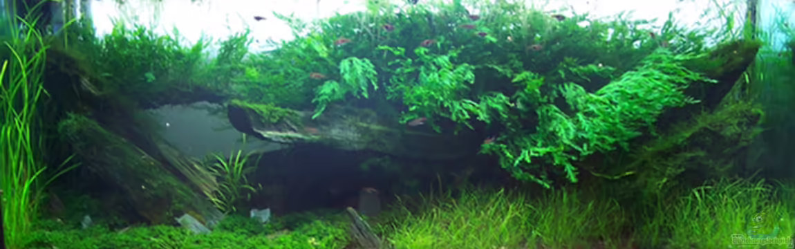 Becken 7469 von moosfan