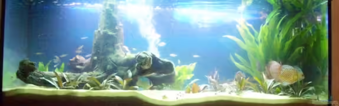 Becken 7480 von Sascha Hentrich