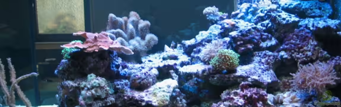 Becken 7504 von Harald Schuster