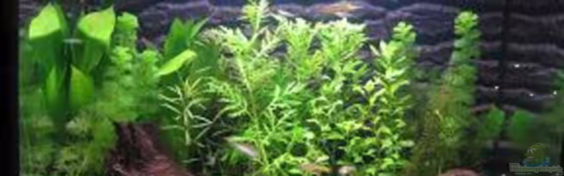 Becken 7525 von Fischfreak