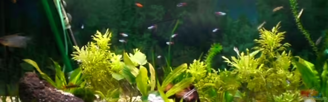 Becken 7532 von Frank Schröder