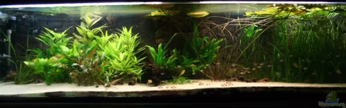 Becken 7550 von Thorsten313