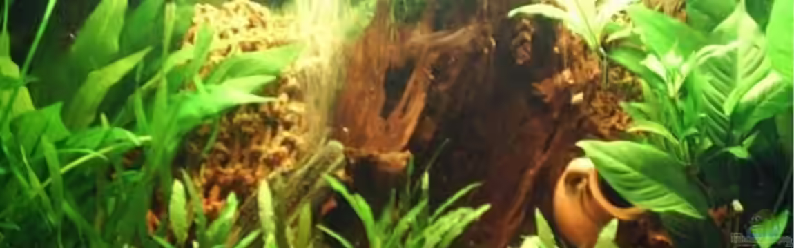 Becken 7557 von Laila2007