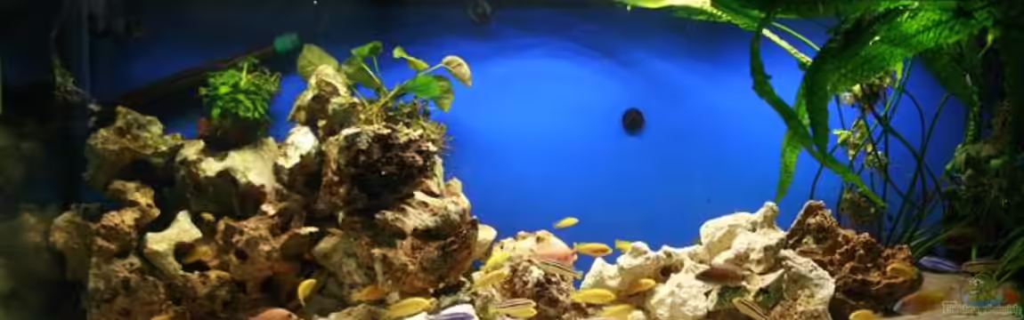 Becken 7579 von Steffen Kluge