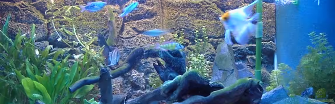 Becken 7582 von Marc Strubel