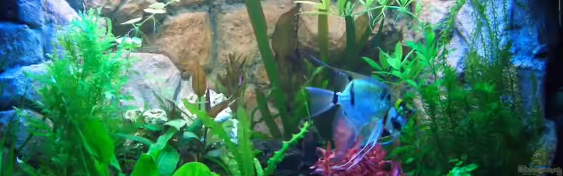 Becken 7588 von Markus Gura