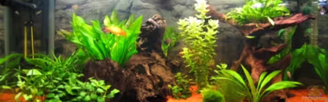 Becken 7602 von Daniel Werner