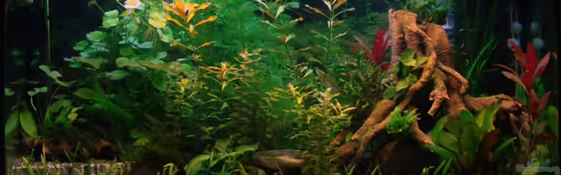 Becken 7660 von Dirk