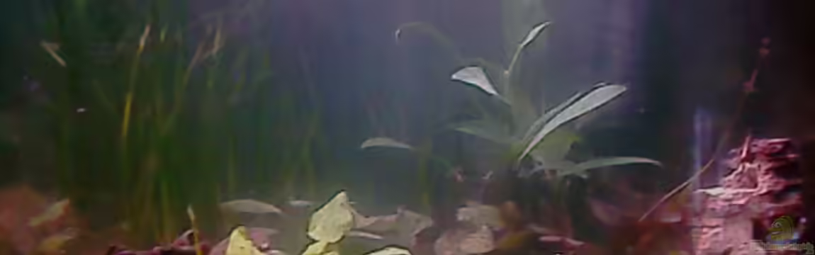 Becken 7671 von Jessy L.