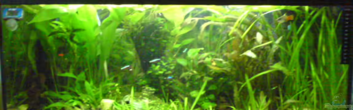 Becken 7672 von Dornauge xxl