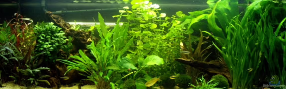 Becken 7686 von Basketjoe