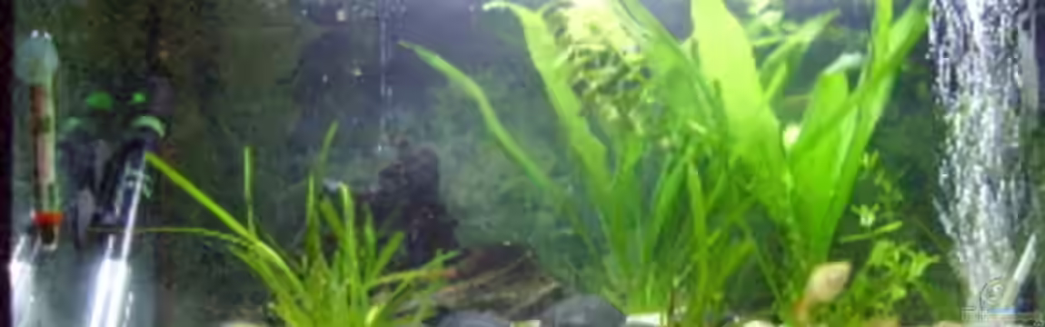 Becken 7687 von pinkpanther63