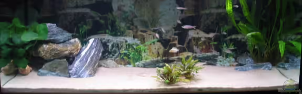 Becken 77 von Peter Grob