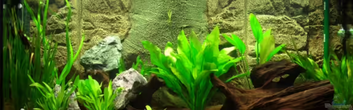 Becken 7721 von Marc