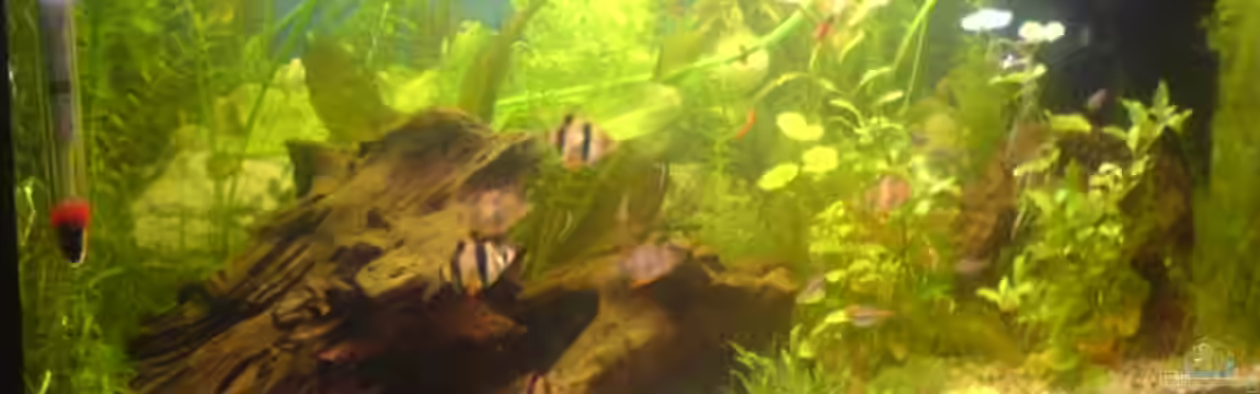 Becken 7752 von Lars Albrecht