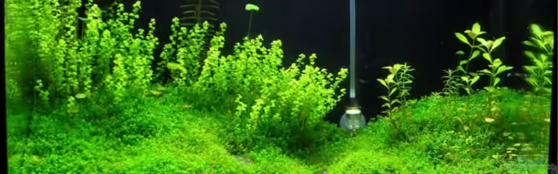 Becken 7763 von redcherry