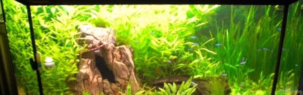 Becken 7771 von Thoschi