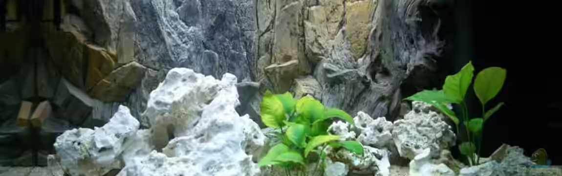 Becken 780 von Stefan Neuss