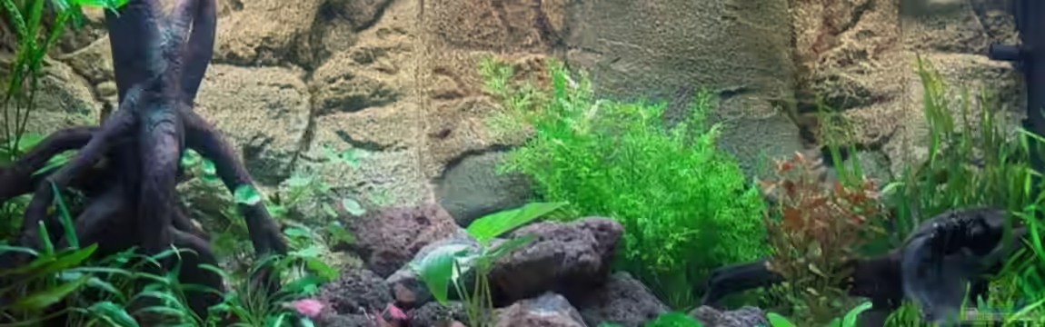 Becken 7803 von mgrafix