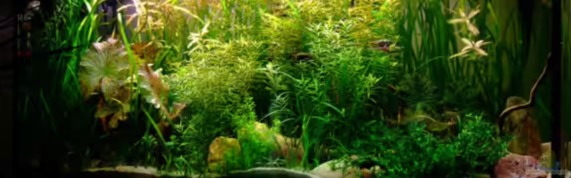 Becken 7809 von Matthias Kleikamp