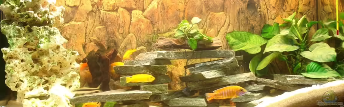 Becken 782 von Christian Kraus