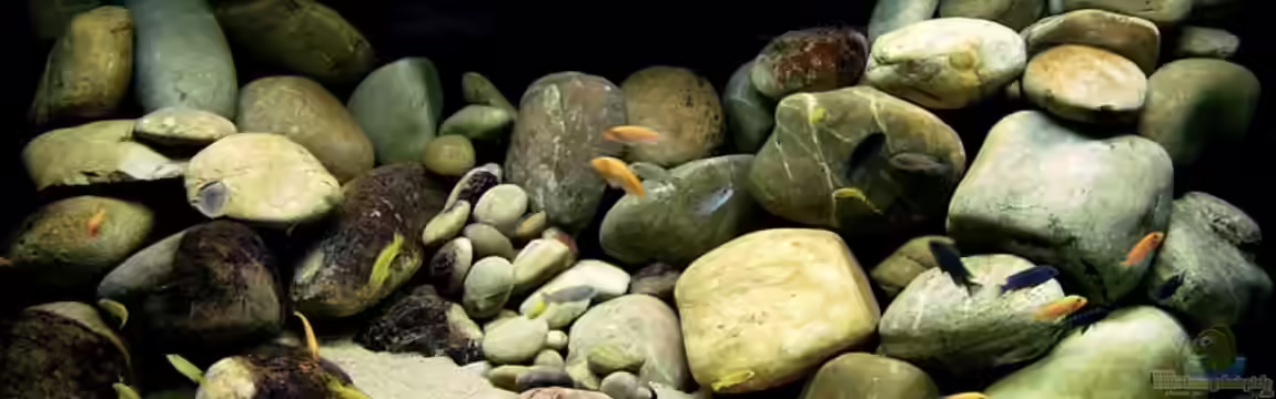 Becken 7821 von Romain Gansen