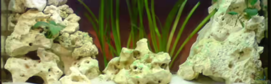 Becken 7826 von Hannes