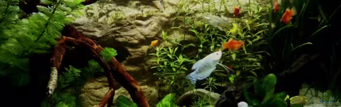 Becken 7837 von Manuel