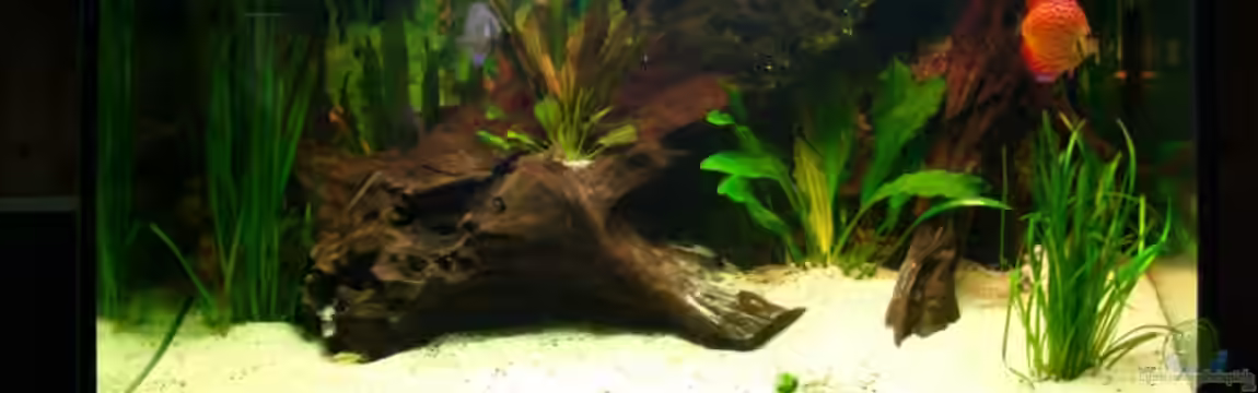 Becken 7866 von Trockenschwimmer