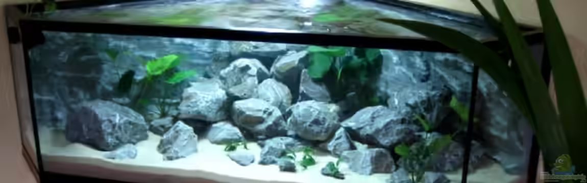 Becken 7883 von Horst Gennat