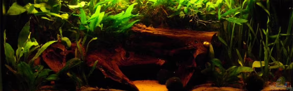 Becken 791 von Stefan Riener