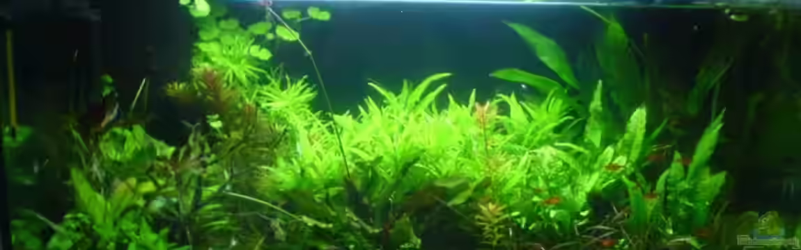 Becken 793 von Christoph Grote