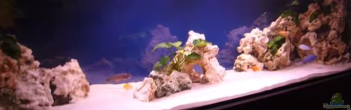 Becken 7944 von Stelze