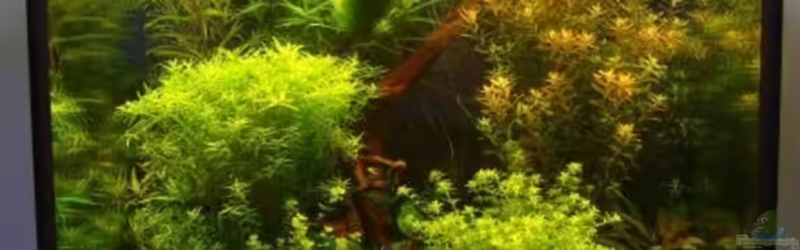 Becken 7947 von DPGCidol