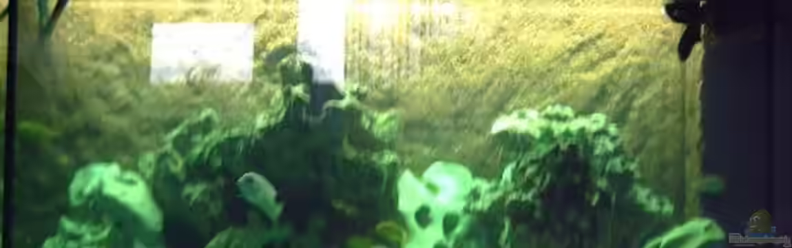 Becken 7949 von Pascal Lehmann