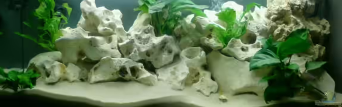 Becken 7981 von Lauser32