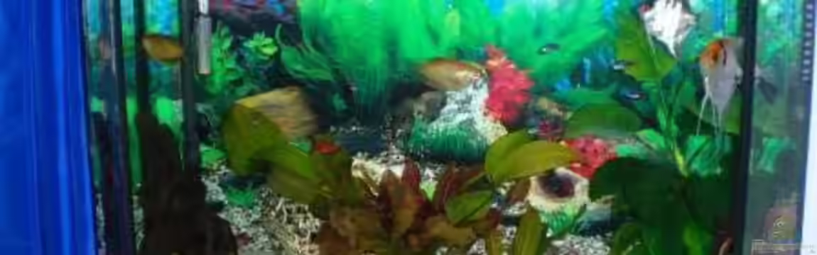 Becken 8011 von Ungerchen